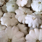Abóbora Custard White