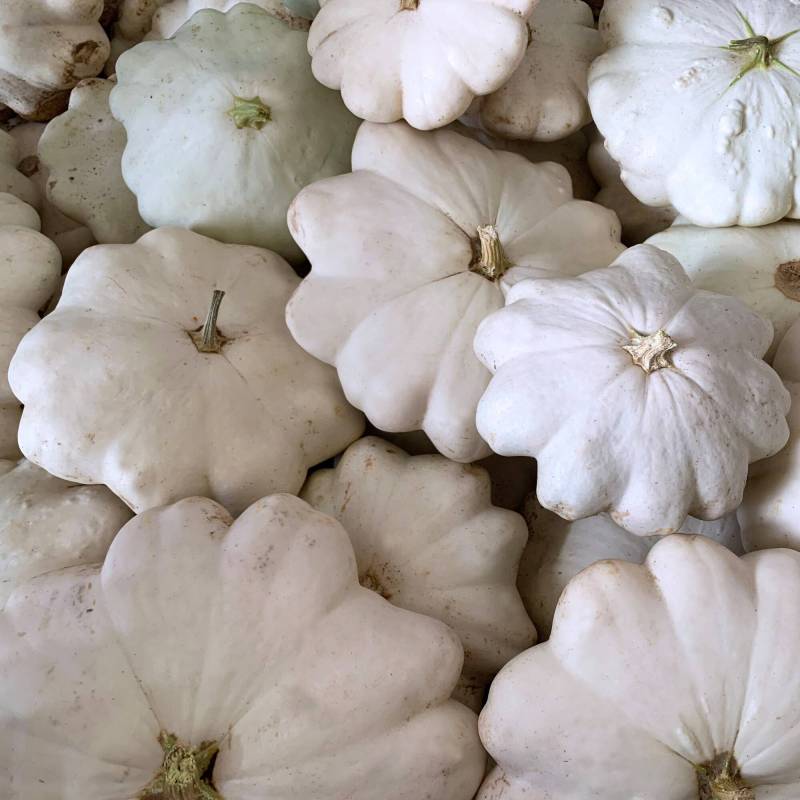 Abóbora Custard White