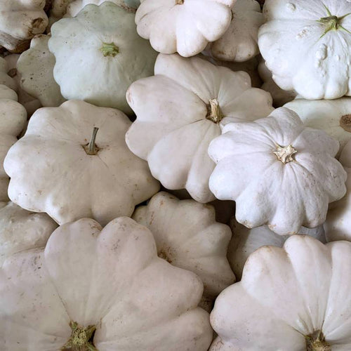 Abóbora Custard White