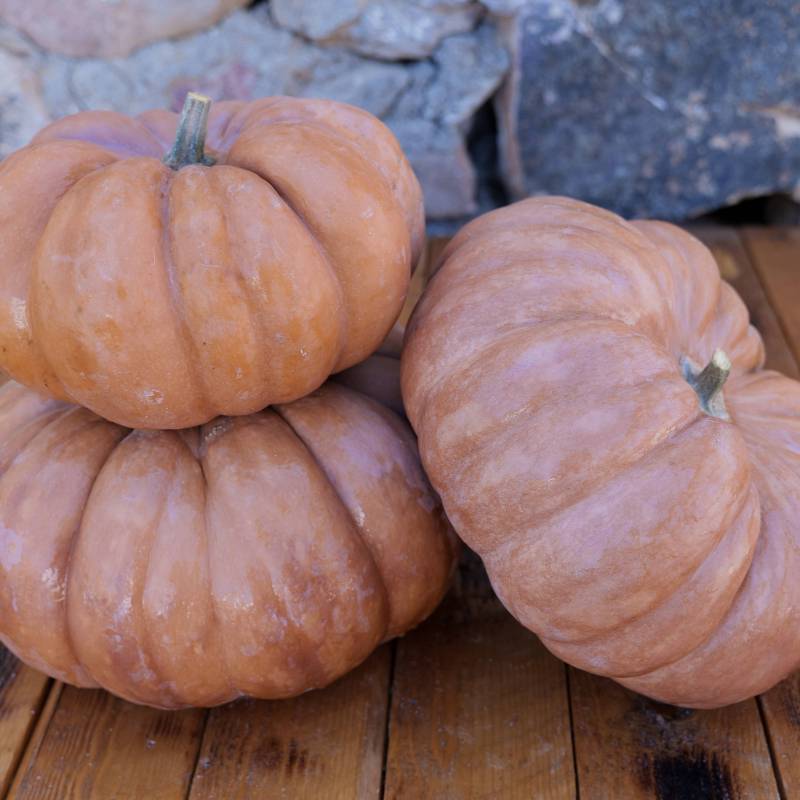 Abóbora Muscat de Provence
