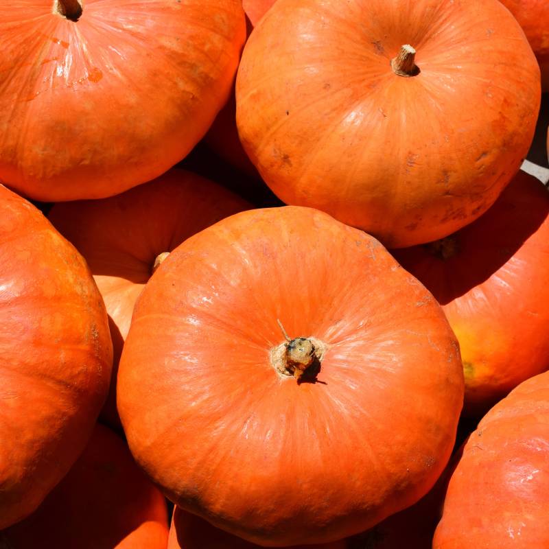 Abóbora Rouge vif d´Etampes