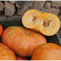 Abóbora Rouge vif d´Etampes
