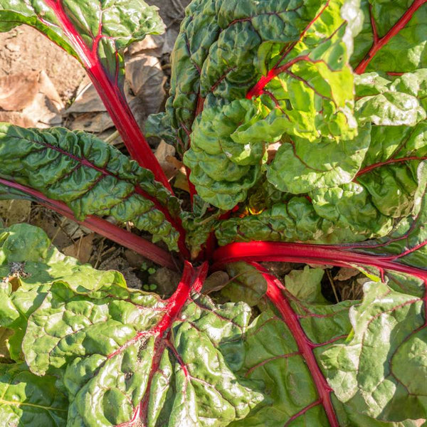 Acelga Rhubarb Chard