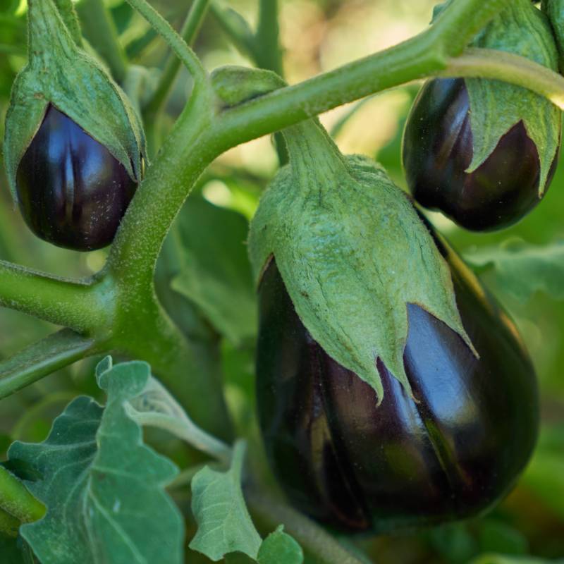 Beringela Black Beauty