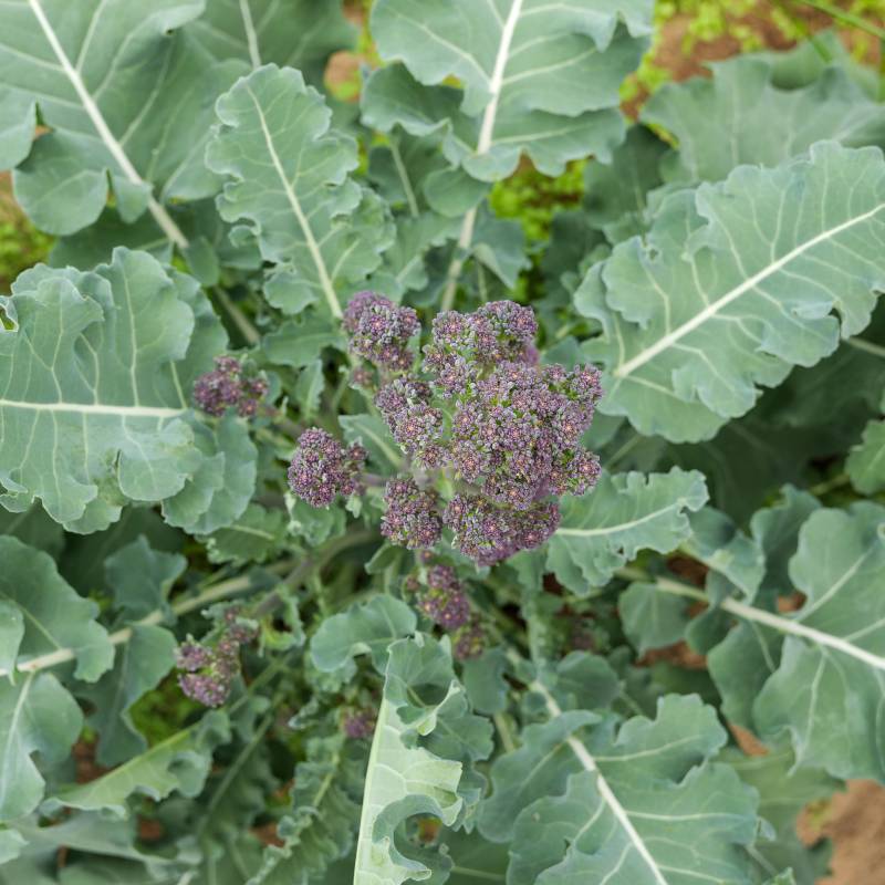 Brócolo Early Purple Sprouting