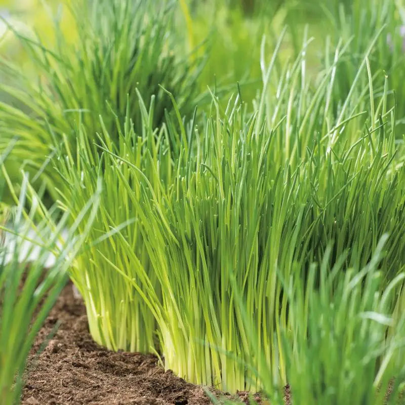 Cebolinho Commune