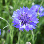 Centáurea azul