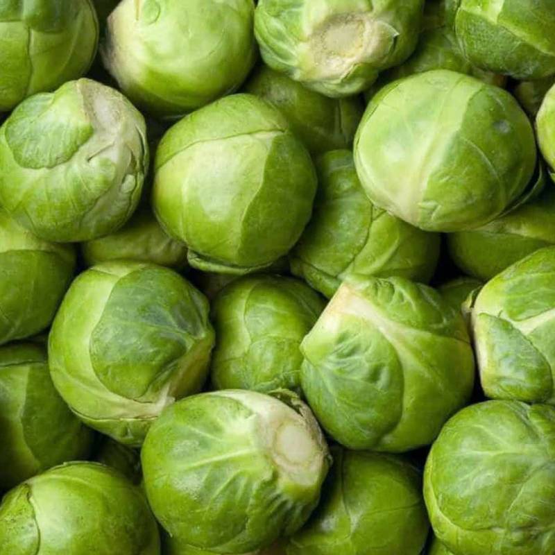 Couve de Bruxelas Groninger