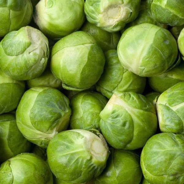 Couve de Bruxelas Groninger