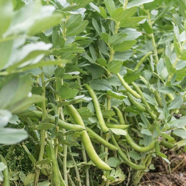 Fava Super Aguadulce