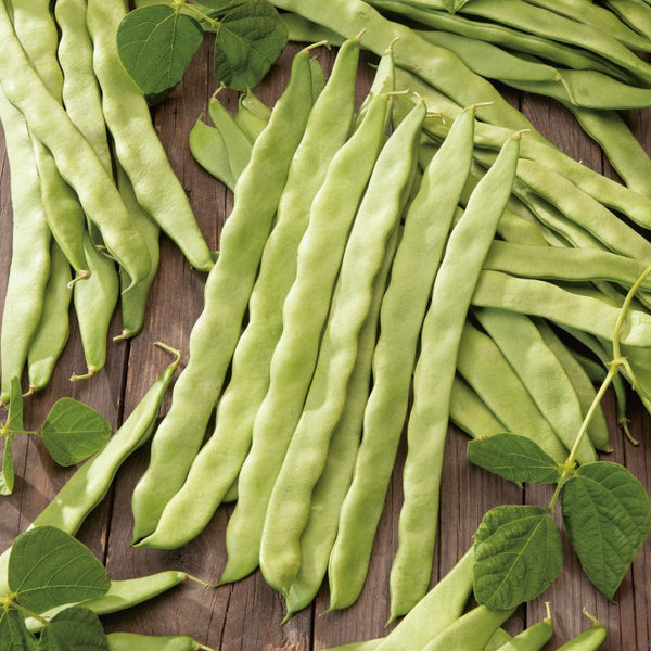 Feijao Verde Helda