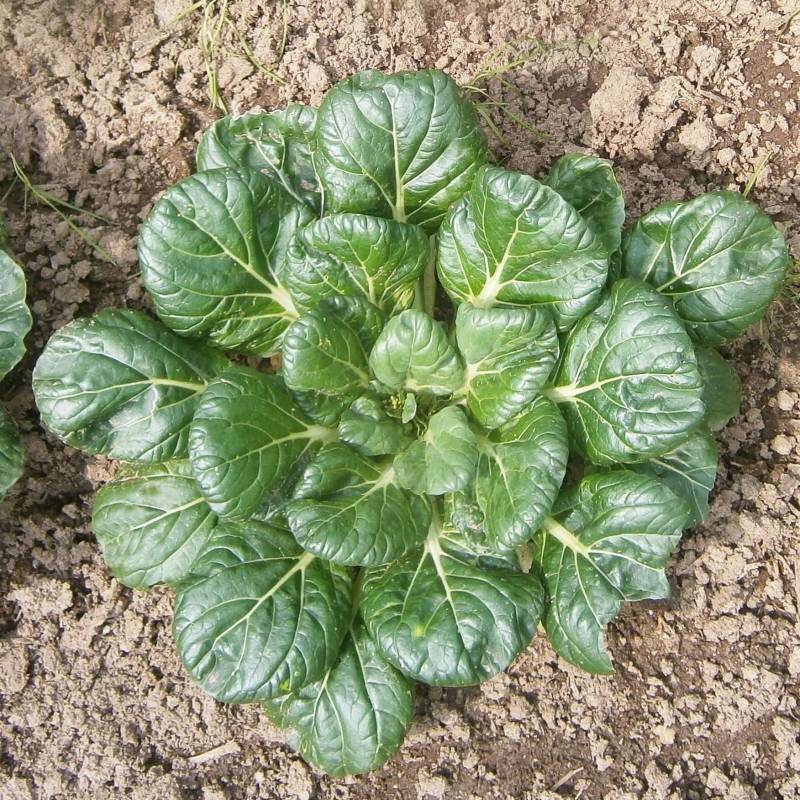 Verdura asiática Tatsoi