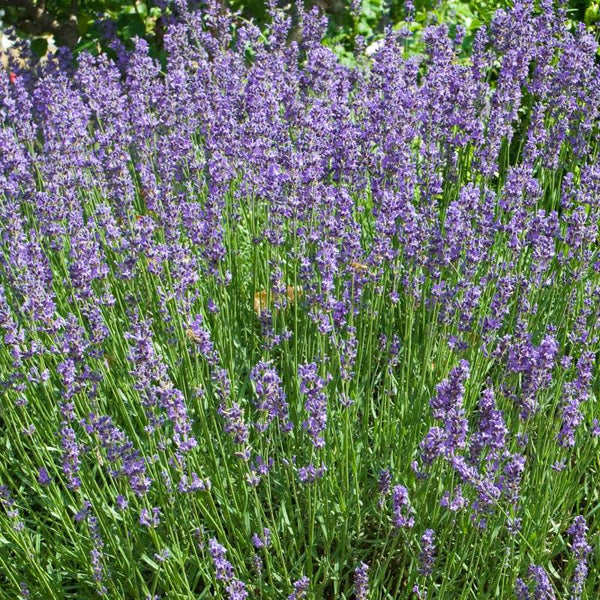 Lavanda