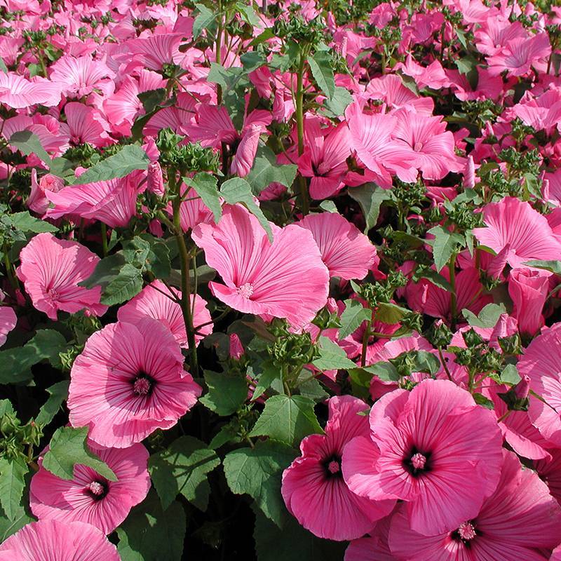Malva-de-três-meses