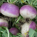 Nabo Di Milano a Colletto Viola