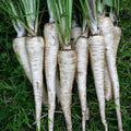 Pastinaca Tender and True