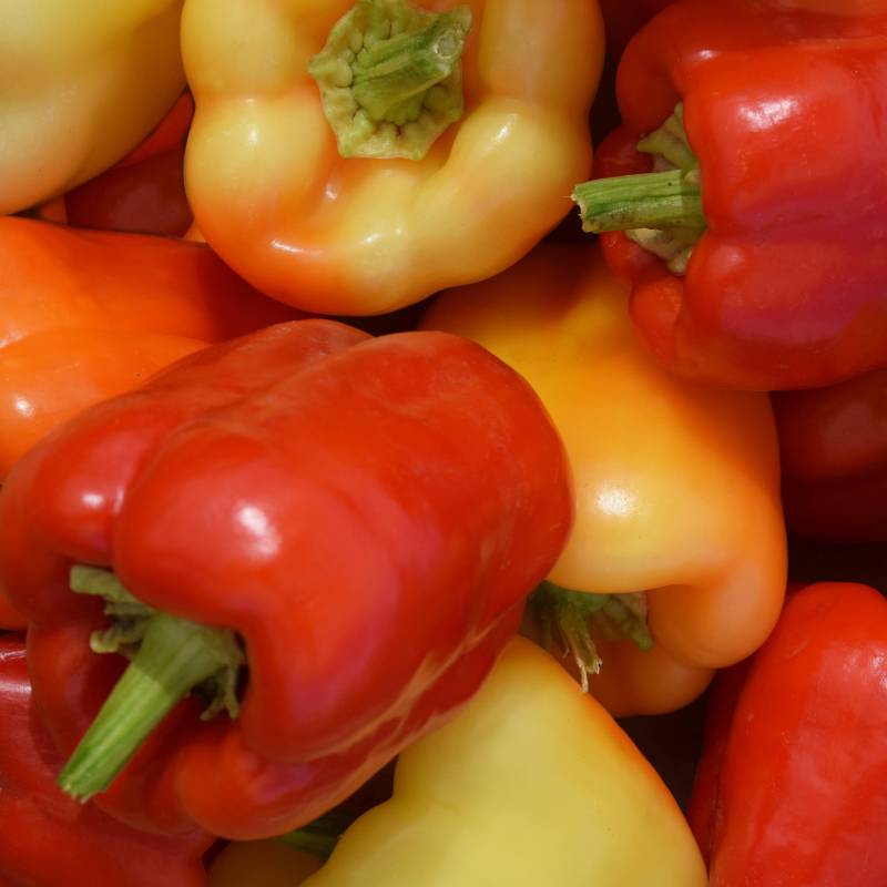 Pimento Albaregia