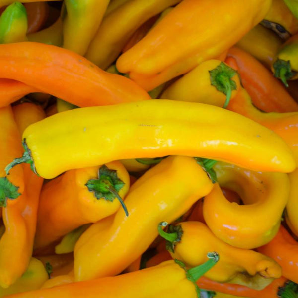 Pimento Corno di Toro Giallo