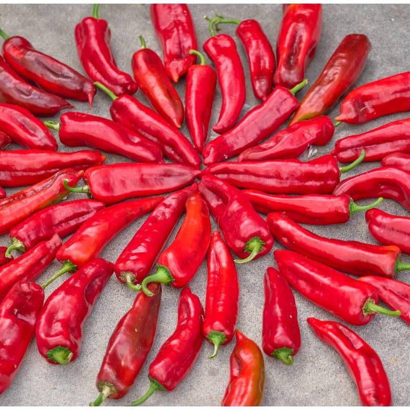 Pimento Corno di Toro Rosso