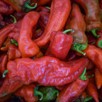 Pimento Corno di Toro Rosso