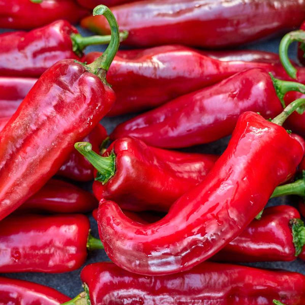 Pimento Corno di Toro Rosso