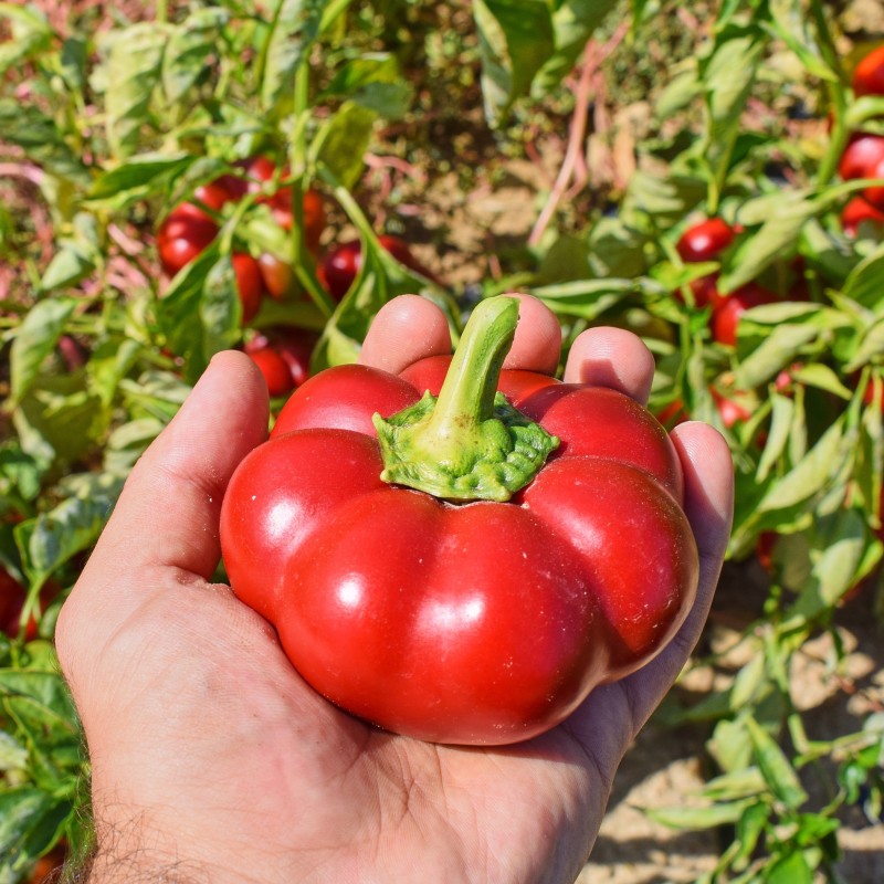 Pimento de Sabugal