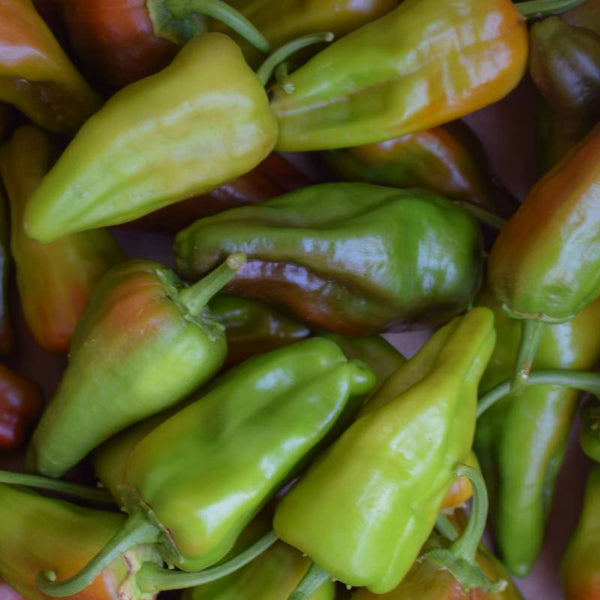 Pimento Padrón