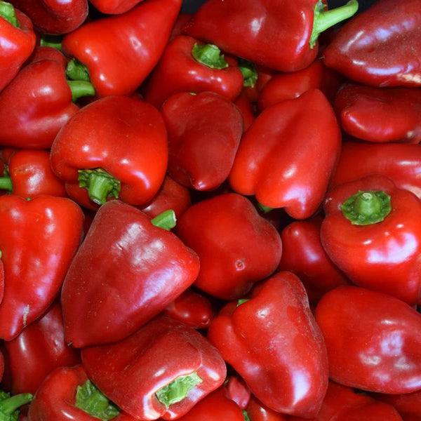 Pimento Piquillo