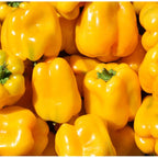 Pimento Quadrato d´Asti Giallo