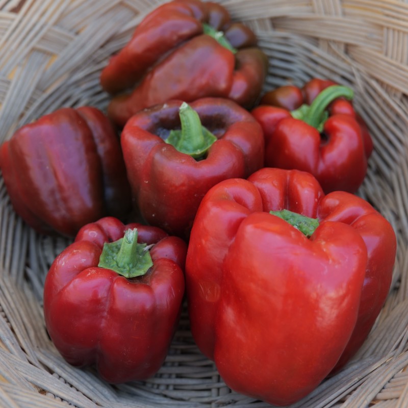 Pimento Quadrato d´Asti rosso