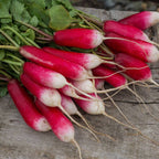 Rabanete Flamboyant 2