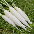 Rabanete White Icicle