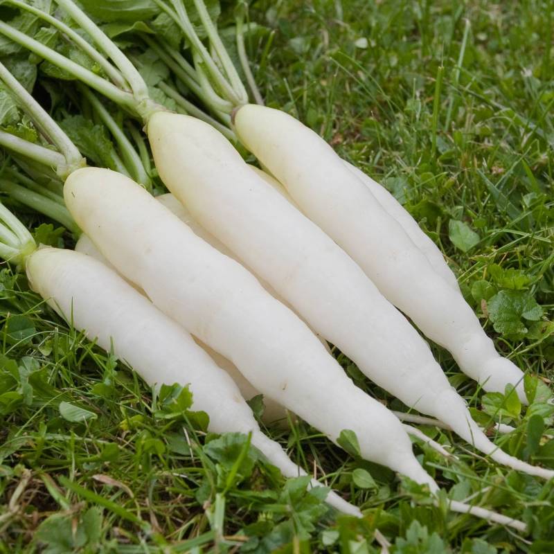 Rabanete White Icicle