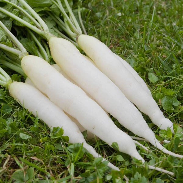 Rabanete White Icicle