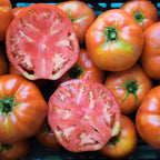 Tomate Ace 55 VF