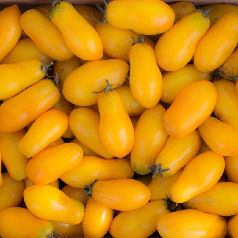 Tomate Banana Legs