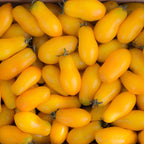 Tomate Banana Legs