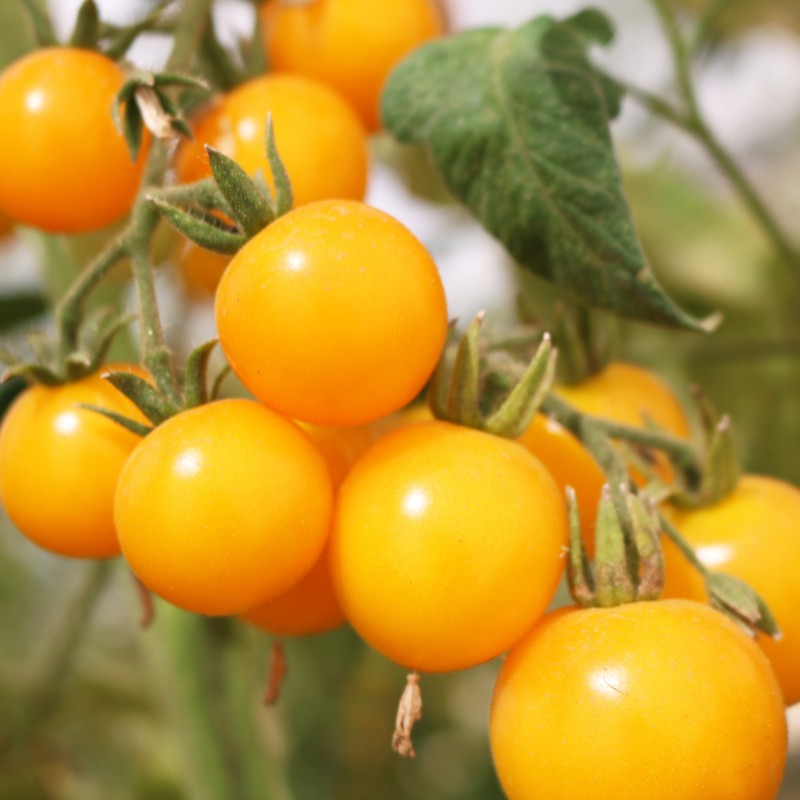 Tomate Galina