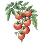Tomate Cereja de Inverno