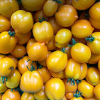 Tomate Citrina