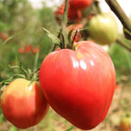 Tomate Coração de Boi