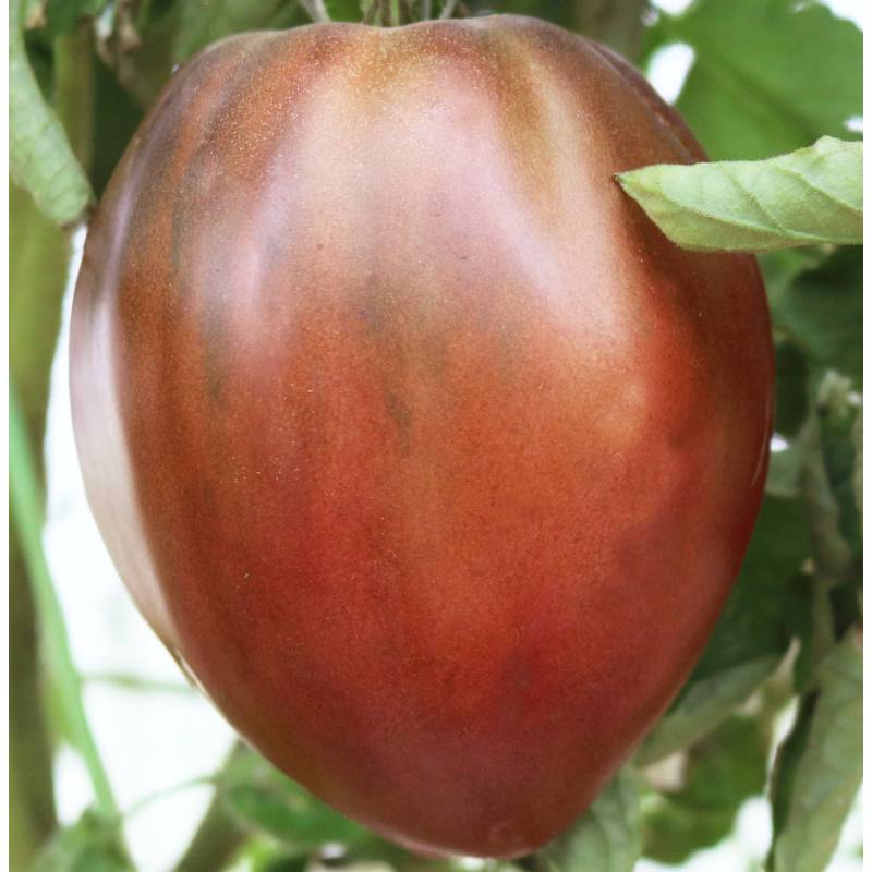 Tomate Coração de Boi negro