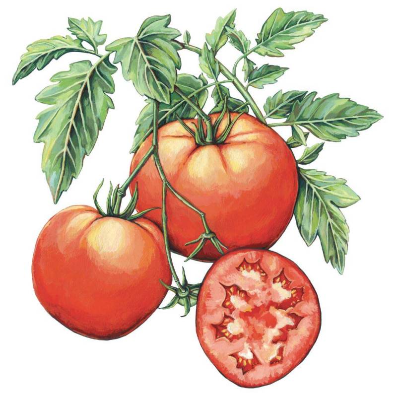 Tomate da Campina