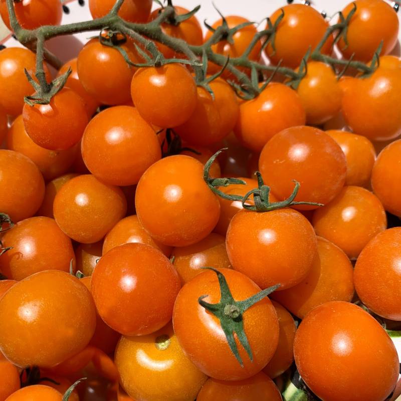Tomate Goldiana