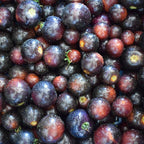 Tomate Indigo Rose