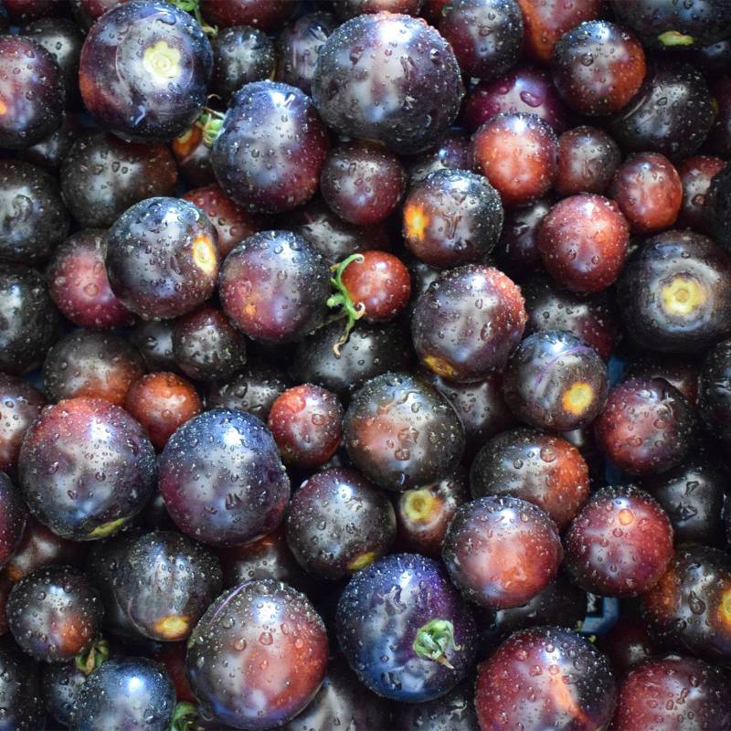 Tomate Indigo Rose