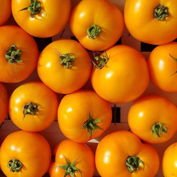Tomate La Carotina
