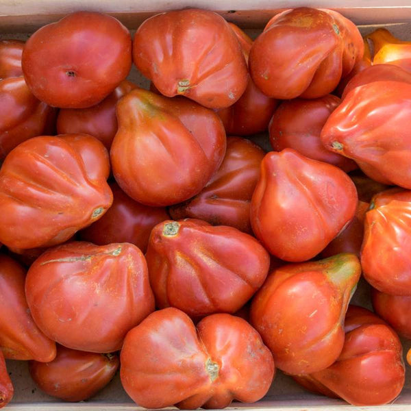 Tomate Liguria