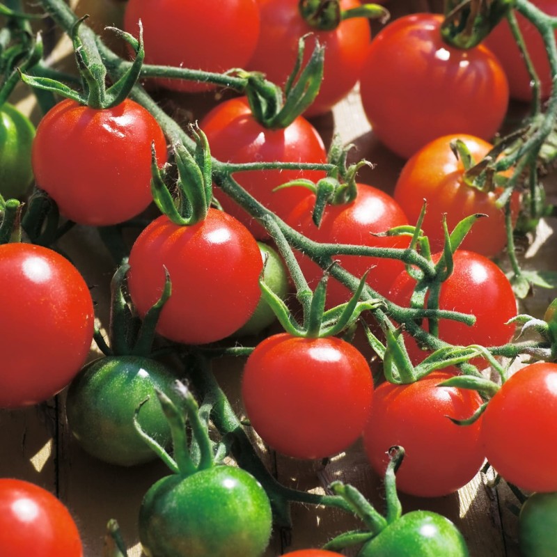 Tomate Miel du Mexique