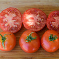 Tomate Moneymaker